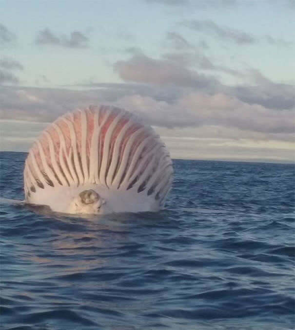 Dead Whale About To Explode