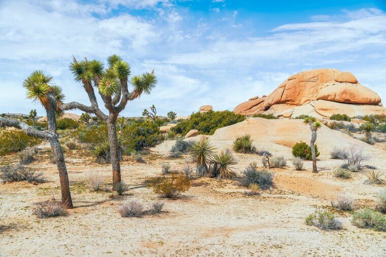 Joshua Tree National Park - California