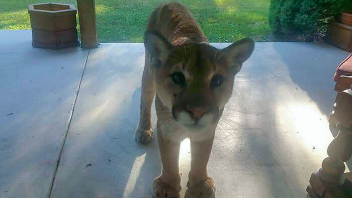 That Is Not a House Cat