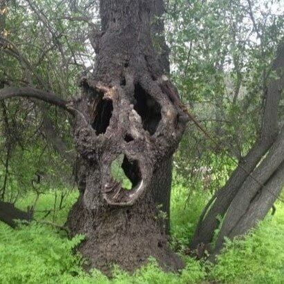 Haunted Tree