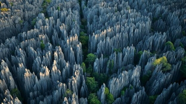 ​The Forest Of Knives