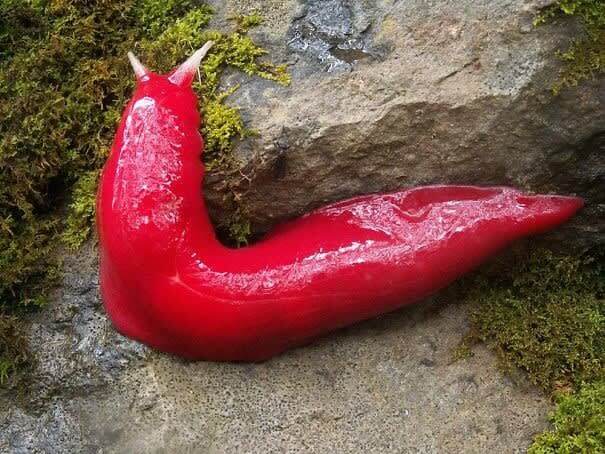 Chilli Pepper Or Slug?