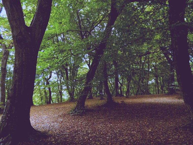 Transylvania, Romania's Cursed Hoia Baciu Forest