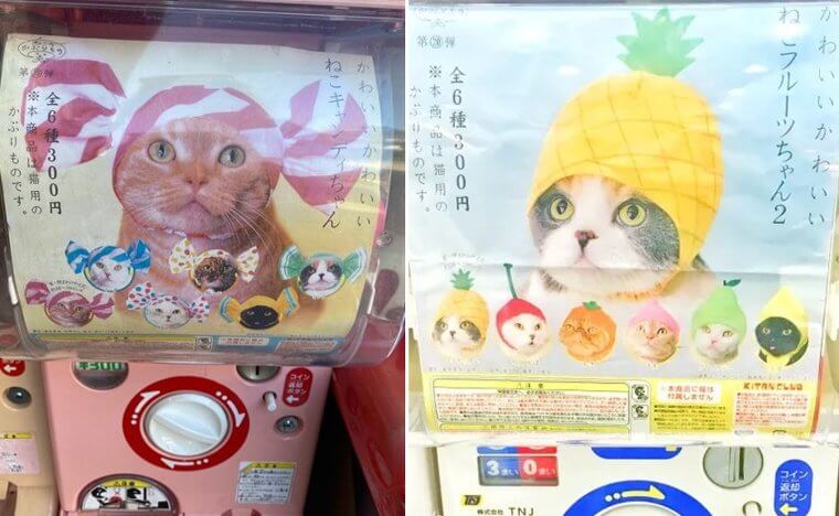 Vending Machines That Sell Hats for Cats