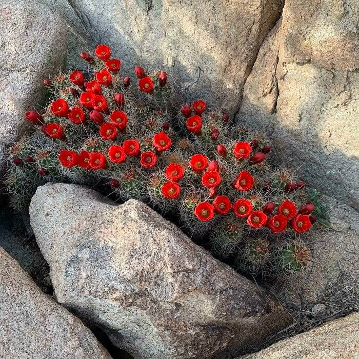 Some Rare Super Blooms