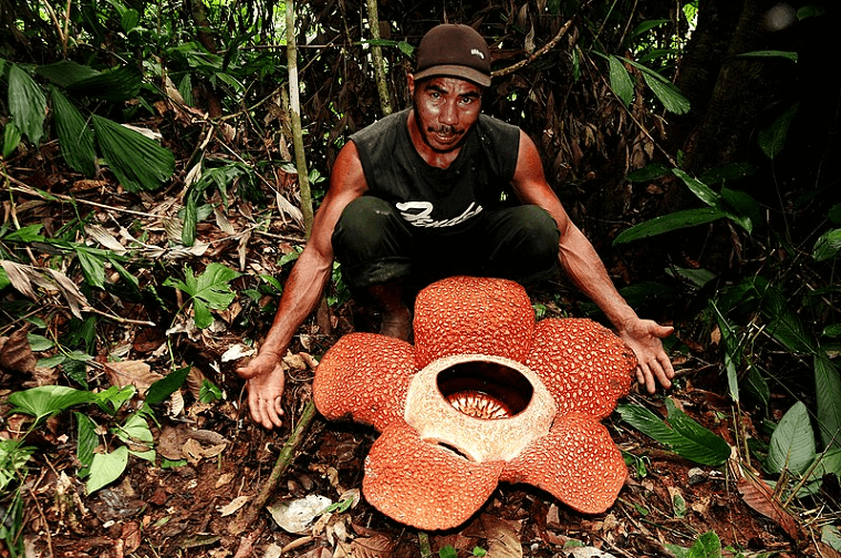 The World's Largest Flower