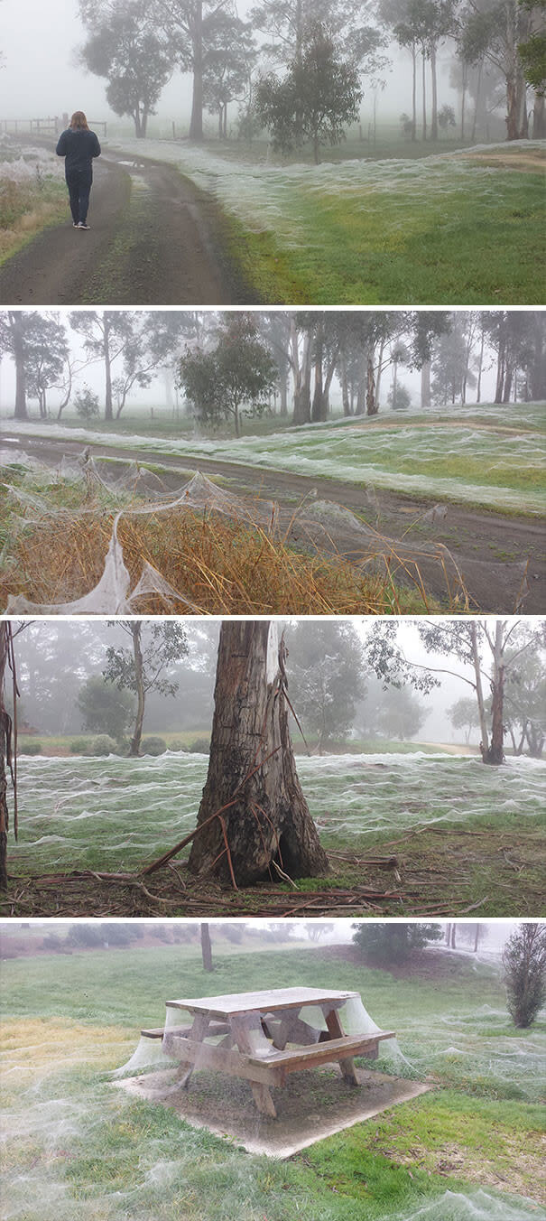 Spider Frost, Enough Said