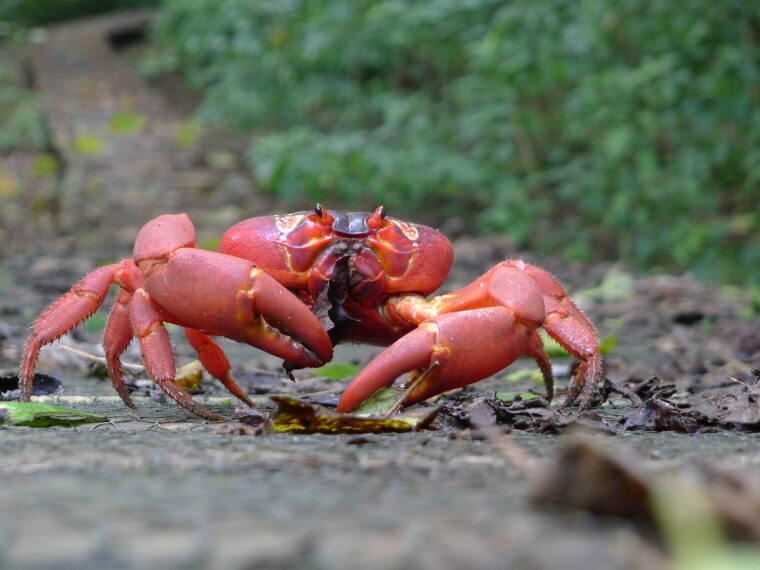 ​The Red Crab Migration Of Christmas Island