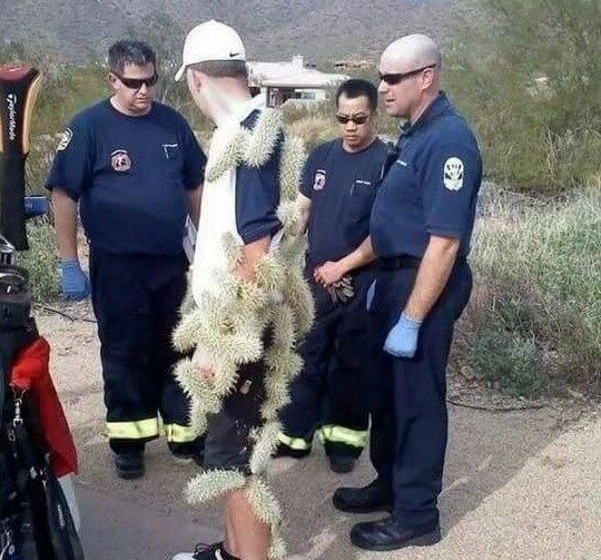 Lesson to Stay Away From the Cacti