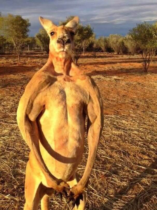 Do You Even Lift, Bro?