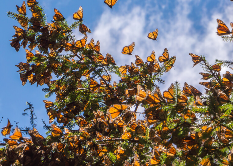​Monarch Butterflies Migrating To Mexico