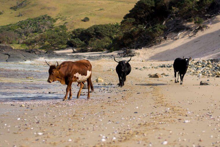 Second Beach - Port St. John's, South Africa