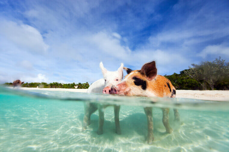 Pig Beach – Bahamas