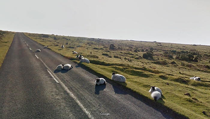 Just Some Sheep Chilling on the Side of the Road