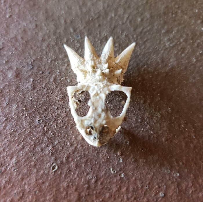 An Intriguing Skull