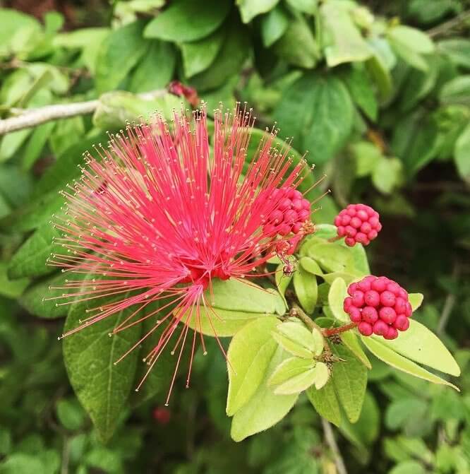 Each Island Has Its Own Flower
