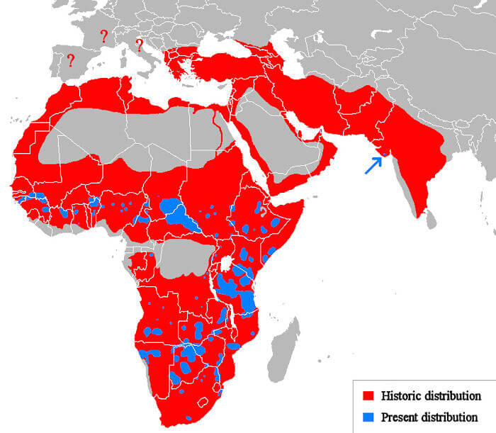 The Historical And Present Day Ranges Of Lions