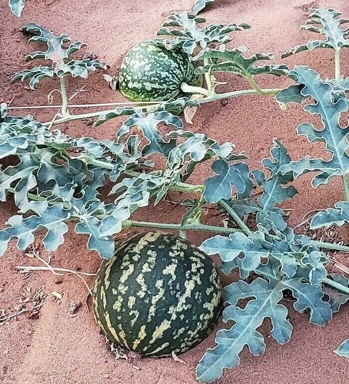A Watermelon in the Sahara