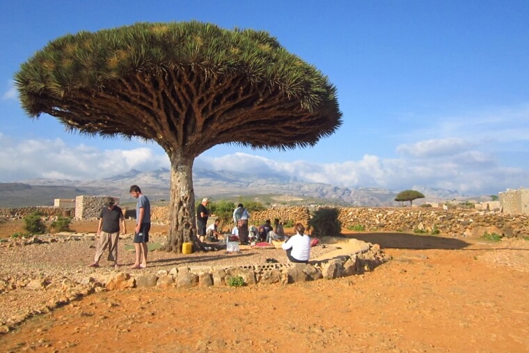 ​The Dragon Blood’s Tree From Yemen