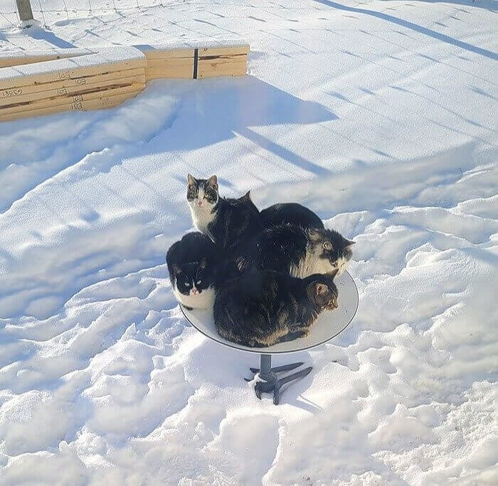 Satellite Dishes Are Communal Cat Heaters