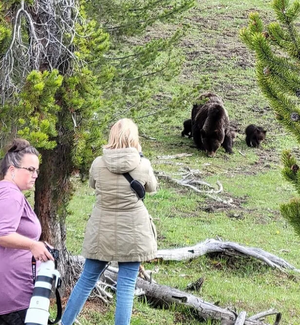 Yellowstone Doesn't 'Cage The Animals'