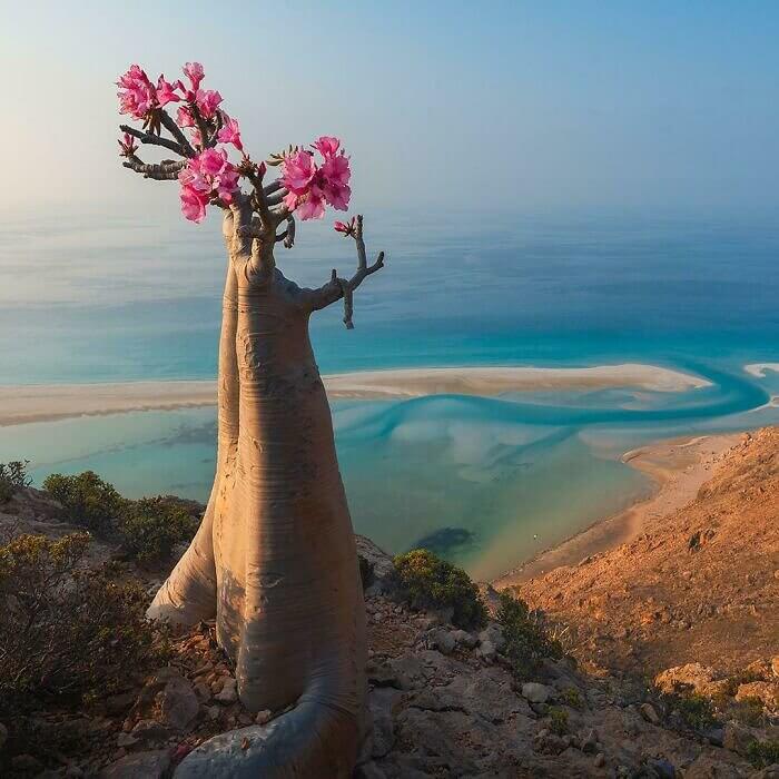 The Lone Desert Rose