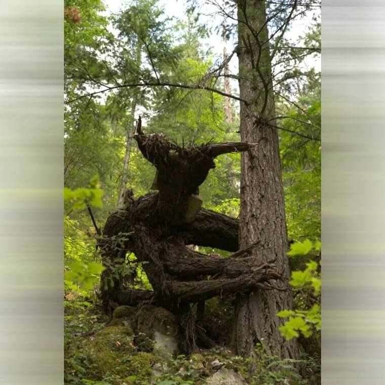A Dark Forest Monster