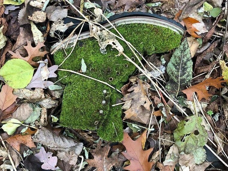 A Moss-Covered Boot