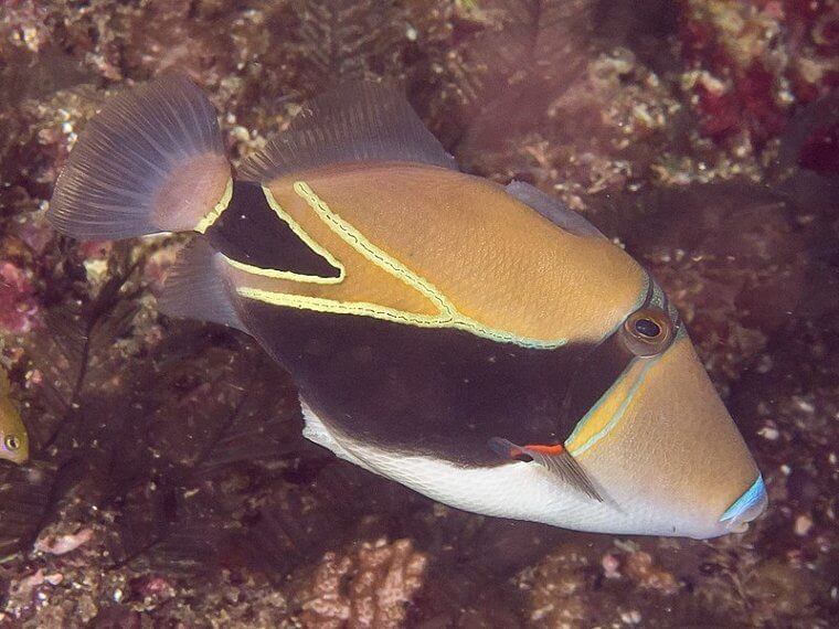 The Humuhumunukunukuāpuaʻa Is the State Fish
