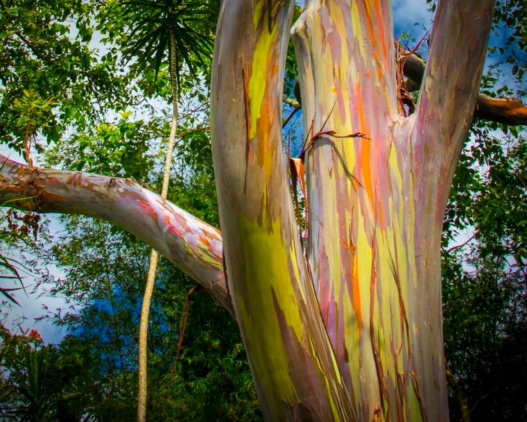 ​The Indigenous Rainbow Eucalyptus Tree