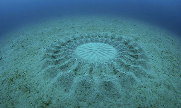 ​Crop Circles Found Underwater