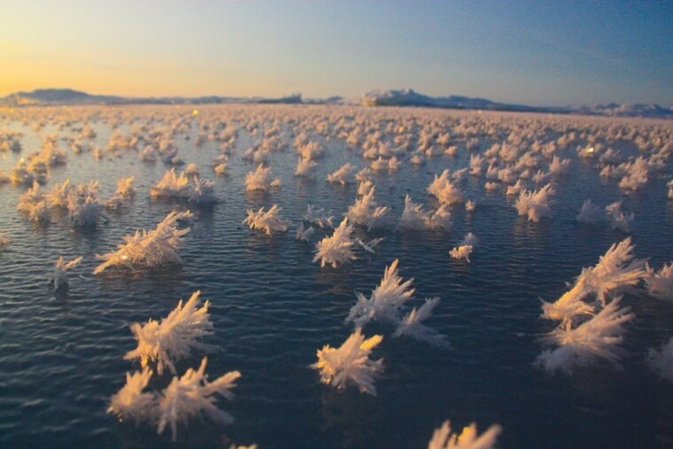 ​Frost Flowers Also Found In Antarctica