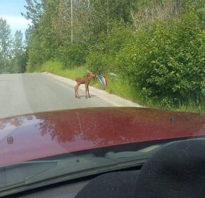 Even the Moose Celebrate Pride