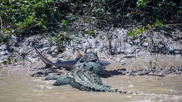 Crocodile Vs Shark