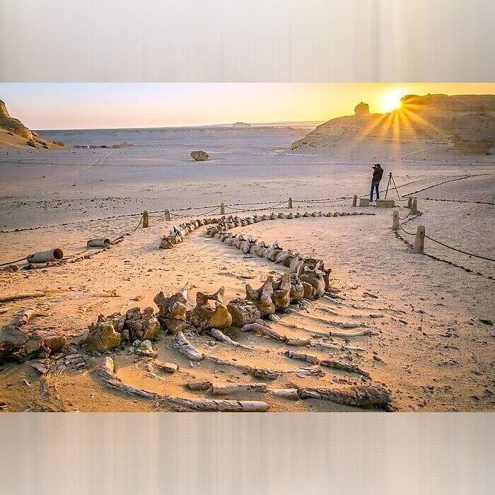 A Whole Fossil Found in the Desert