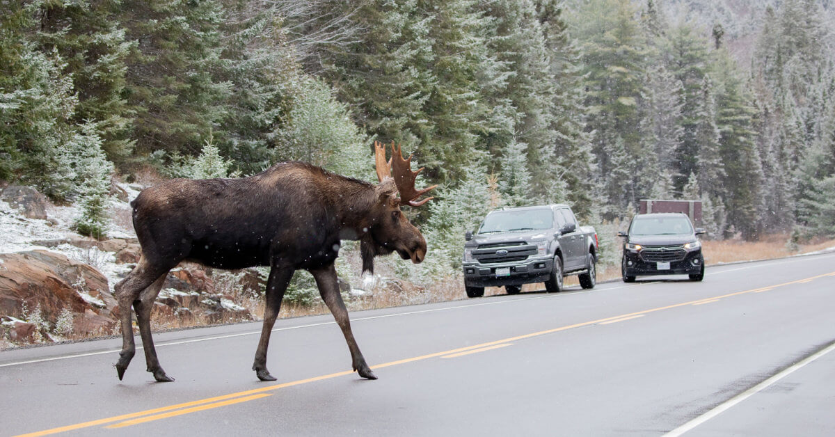 “Meanwhile, In Canada”: Photos That Perfectly Sum Up Canada