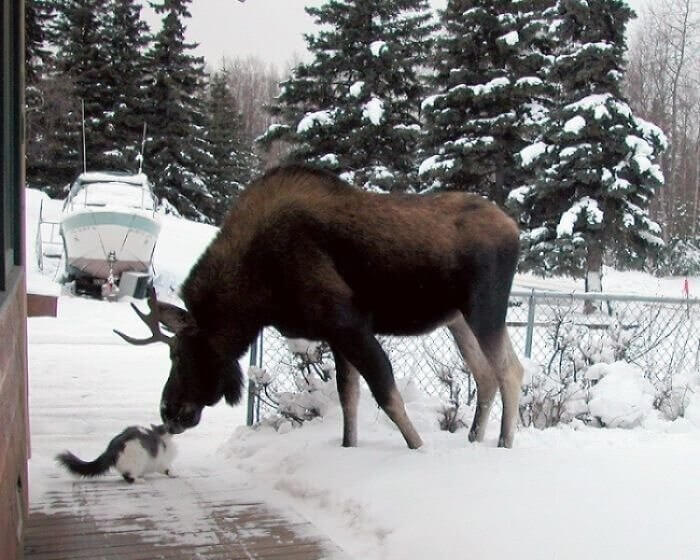 Moose Are Just Really Big Dogs