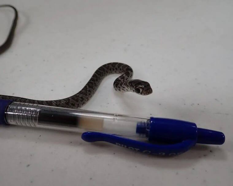 It's Illegal to Have Pet Snakes