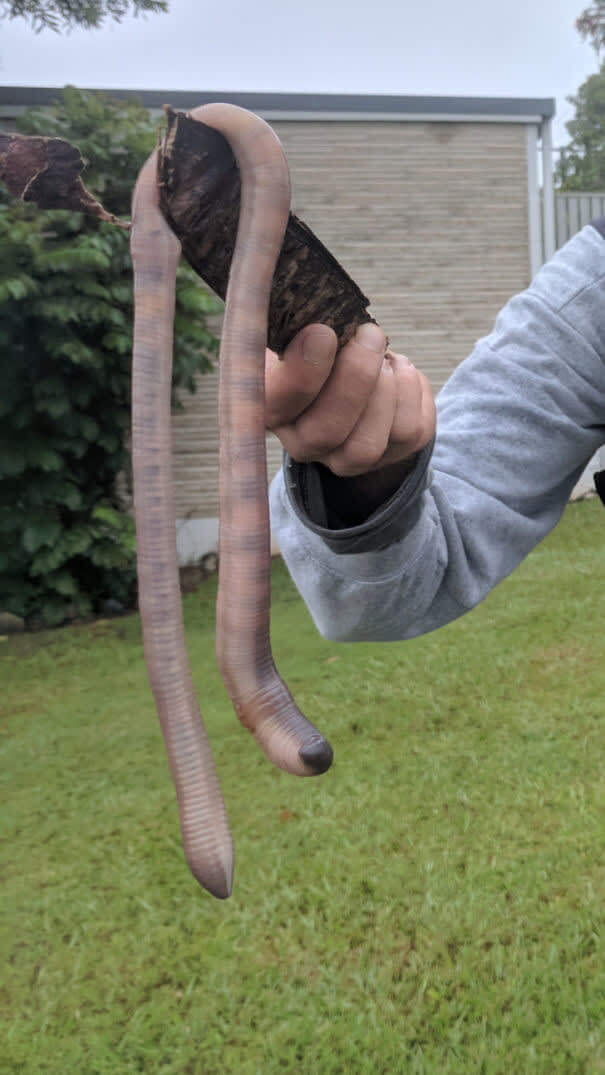 Earthworms In Australia Be Like...