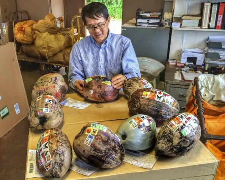 It's Possible to Mail Hawaiian Coconuts Across the World