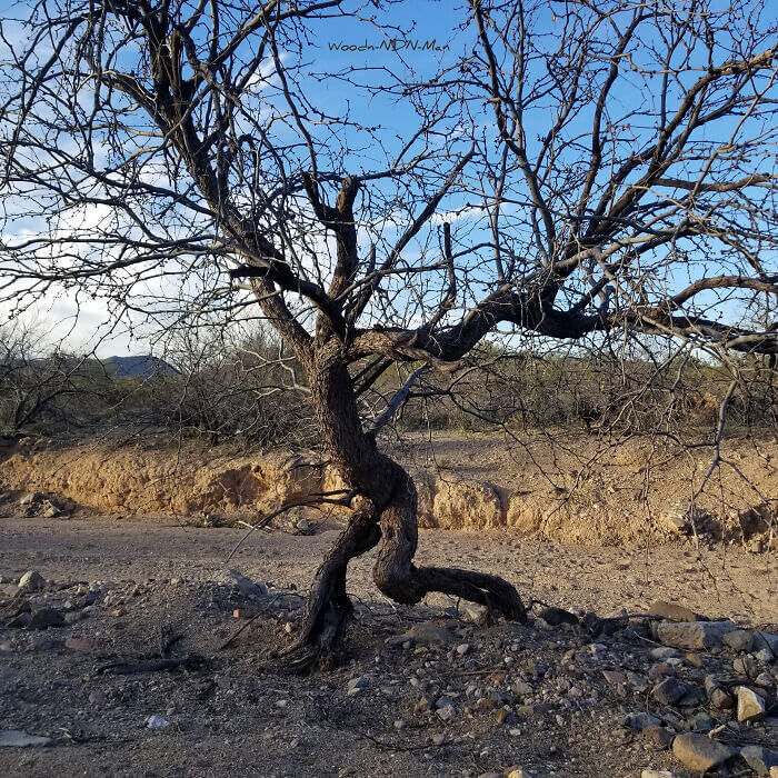 A Walking Tree in the Desert