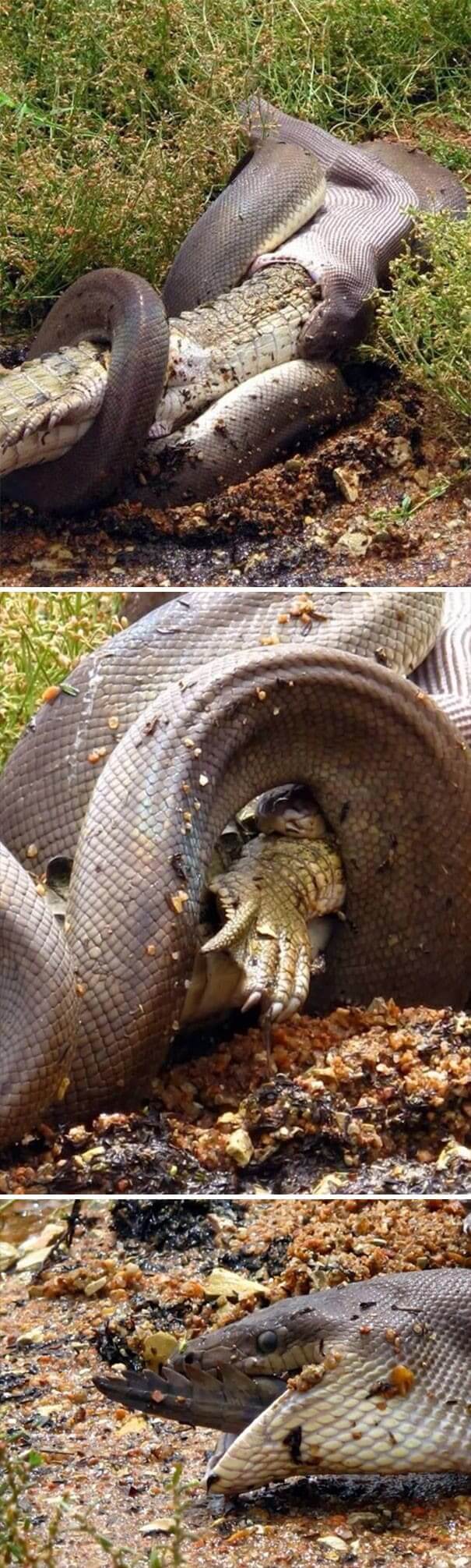 Crocodile Vs. Python
