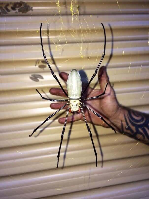 Why Are There So Many Giant Spiders
